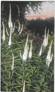 Culver's Root  Veronica Virginica Grows Two to Seven Feet High in Woods