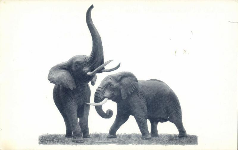 Chicago, Ill., Natural History Museum, African Elephants 1940s Elephant Postcard