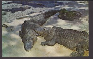 Fl Alligators as seen at Weeki Wachee, Spring of the Live Mermaids pm1967 Chrome