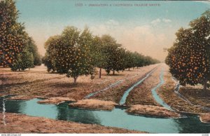 CALIFORNIA, 1900-10s; Irrigating a California Orange Grove