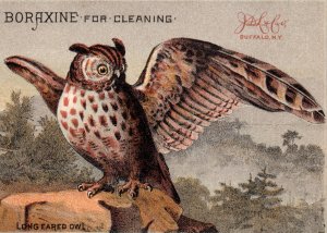 Long Eared Owl Boraxine Larkin Buffalo NY New York Victorian Trade Card