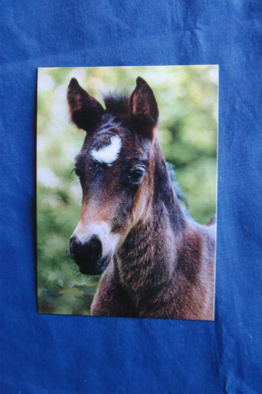 Riding Pony Foal / Horse Equine Postcard Irene Hohe German Photography