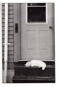 Cat of Steps, Lazy Day in Halifax, Nova Scotia,