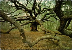 South Carolina John's Island The Angel Oak Tree