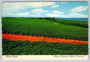 Potato Field, Prince Edward Island, 1978 Chrome Postcard, NOS