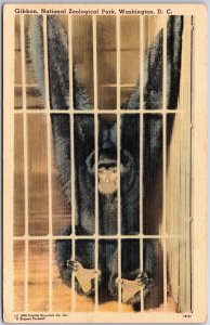 Gibbon National Zoological Park Washington D.C. Man-Like Ape Indo-Malay Postcard