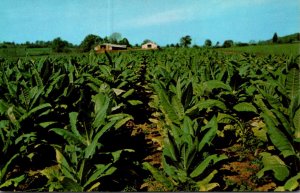 Field Of Tabacco Ready For Harvesting In The Mid-South