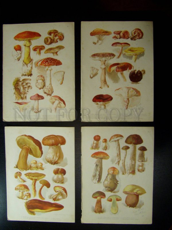 138023 1888 BEM Boehm mushrooms Book with 8 Lithographs