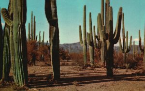 Vintage Postcard 1963 Giant Cacti Cactus Saguaros Central & Southern Arizona 