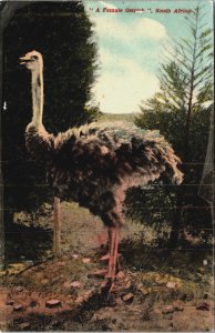 South Africa A Female Ostrich Vintage Postcard C061