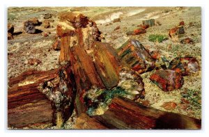 Petrified Wood Petrified Forest National Monument Highway 66 Arizona Postcard