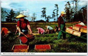 VINTAGE POSTCARD HARVESTING CRANBERRIES AT CAPE COD MASSACHUSETTS MAILED 1968
