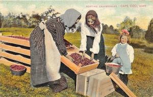 Cape Cod MA Sorting Cranberries Young Girls Postcard