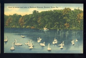 Newport News, Virginia/VA Postcard, Swans On Lake At Mariners Museum