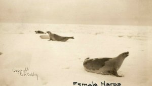 C.1905-10 RPPC Female Harp Seals on The Tundra Antarctic S.R. Oakley NOKO F94