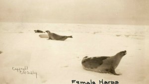 C.1905-10 RPPC Female Harp Seals on The Tundra Antarctic S.R. Oakley NOKO F94 