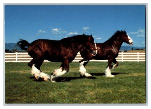 Budweiser Champion Clydesdales Vintage Postcard Continental View Card 