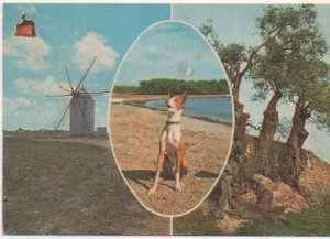 Postal E00815: Paisaje,Podenco Ibicenco