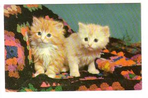 Two Kittens on an Afghan, Sisters, Knight, Cats