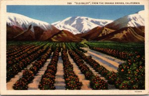 Vtg 1930s Old Baldy from the Orange Groves California CA Linen Postcard