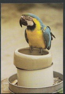 Animals Postcard - Uncle Mac - Macaw, Cotswold Wild Life Park, Burford   RR2194