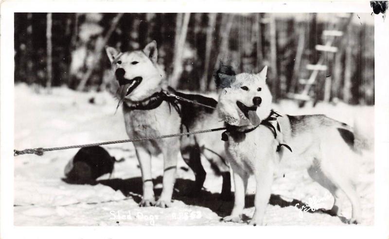 Alaska AK Real Photo RPPC Postcard c1950 SLED DOGS Alaska 