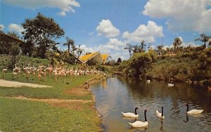 Black-necked Swans and Flamingos at Busch Gardens Tampa, Florida