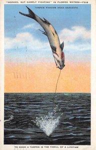Hooked Tarpon  Sarasota FL