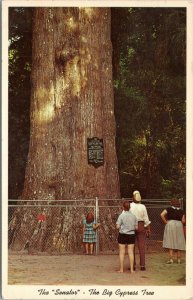 postcard FL - The Senator - Largest Cypress Tree in the US