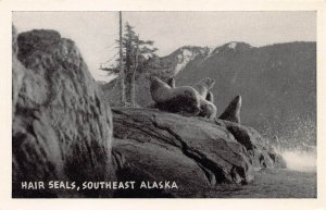 Hair Seals Southeast Alaska Postcard - Graycraft Card