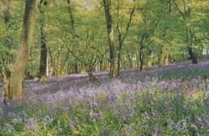 Bluebells Flower Much Hadham Hertfordshire Village Limited Edition 1000 Postcard