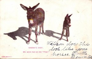 Donkeys Mamma's Baby We Were Lost On The Trail 1906