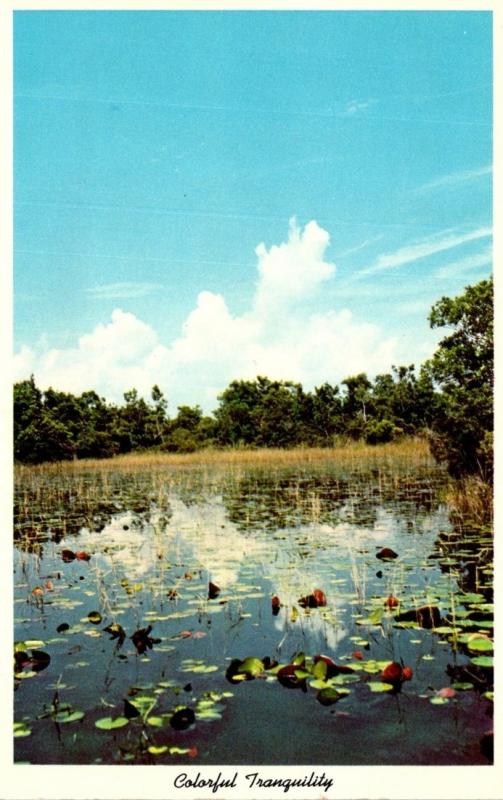 Florida Everglades National Park Colorful Tranquility