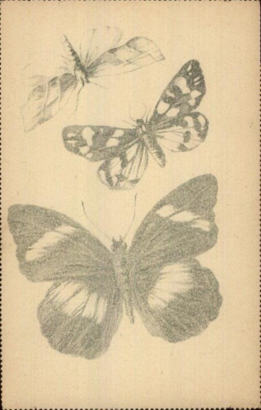 Scarce Unnumbered TUCK Series Bug Insect Study Perforated Edges Postcard #8