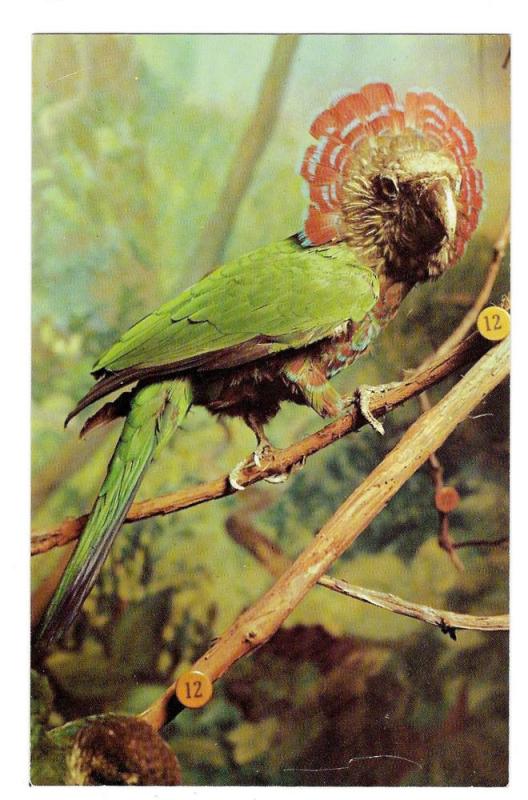 Philadelphia Museum Natural Science Parrot Exhibit Postcard