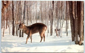 Postcard - Winter Scene, Forest Deer, Shawnee National Forest, Southern Illinois