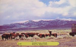 Greetings From Malta Montana MT Cattle Farm Life Farmer Rembrant Postcard E12