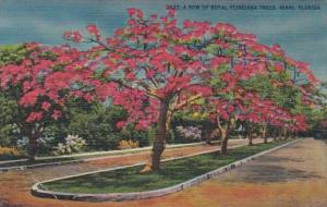 Florida Miami A Row Of Royal Poinciana Trees 1947