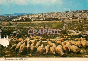 Modern Postcard the Jerusalem Old City Sheep