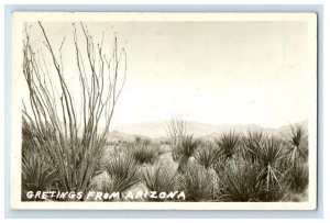 c1940's Greetings From Arizona AZ, Cactus Ferns RPPC Photo Vintage Postcard