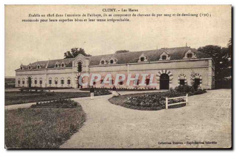 Old Postcard Cluny Horses Haras