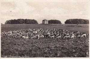 Dyrene Klampenborg Dyrehaven Copenhagen Forest Denmark Deer Park Postcard