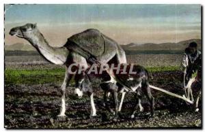 Old Postcard Algeria SCENES TYPES the plowman