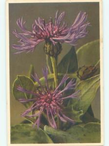 Very Old Foreign Postcard BEAUTIFUL FLOWERS SCENE AA4594