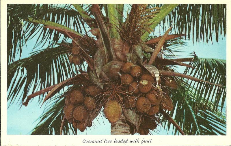 Coconut Tree Ripe with Fruit Florida Postcard 