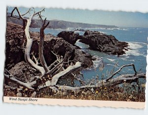 Postcard Wind Swept Shore, Northern California