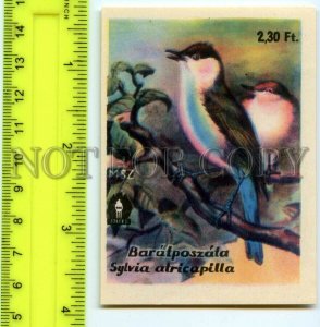 500289 HUNGARY Bird Sylvia Atricapilla Vintage match label