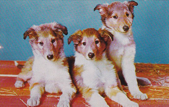 Dogs Collie Puppies