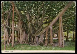 Banyan Tree