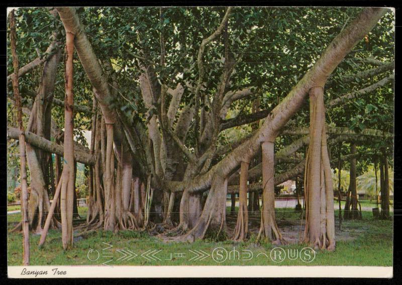 Banyan Tree